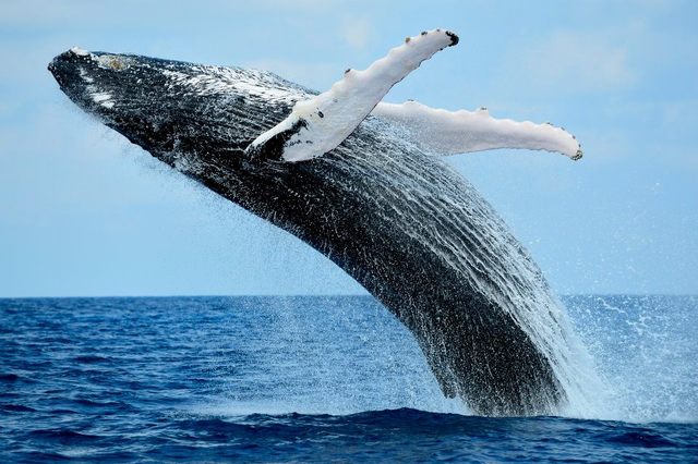 images-de-baleine